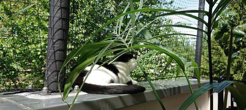 Katzennetze Industrie