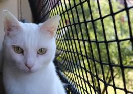 Animal Protection Nets