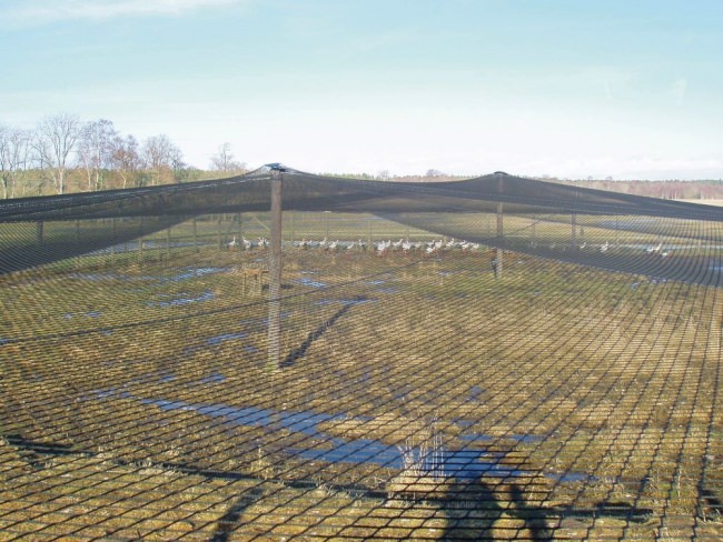 Poultry Net for chicken pens, by the m² (Made to Measure) | Safetynet365