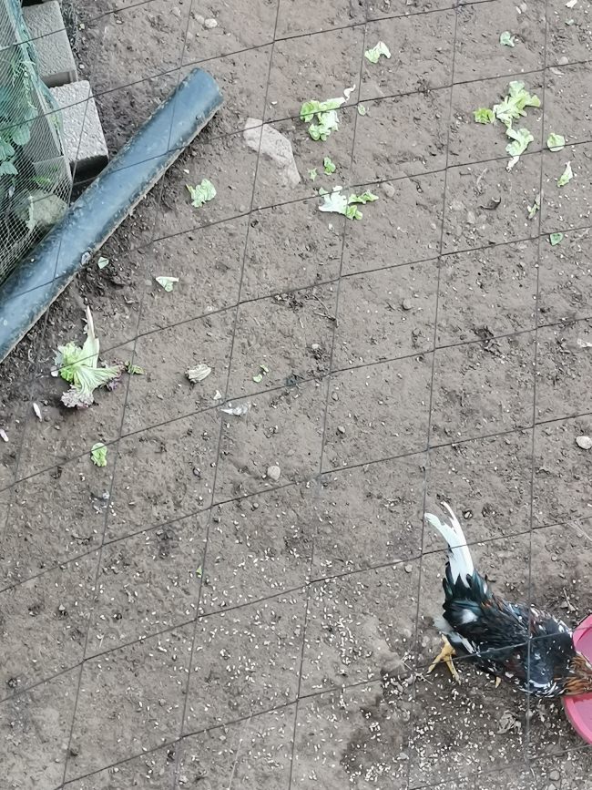 Kundenfoto von Reiher-Schutznetz per m² (nach Maß), schwarz 