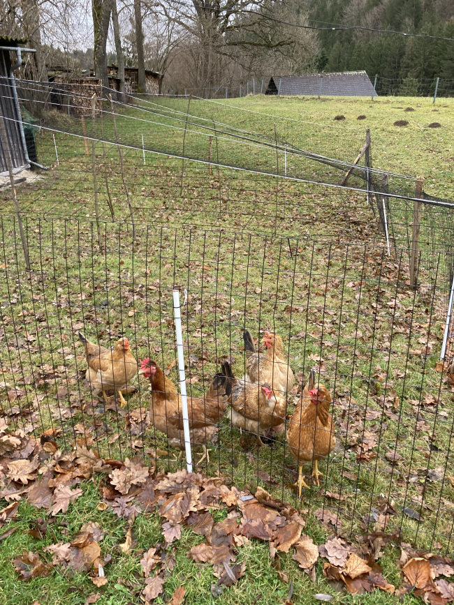 Kundenfoto von Reiher-Schutznetz per m² (nach Maß), schwarz 
