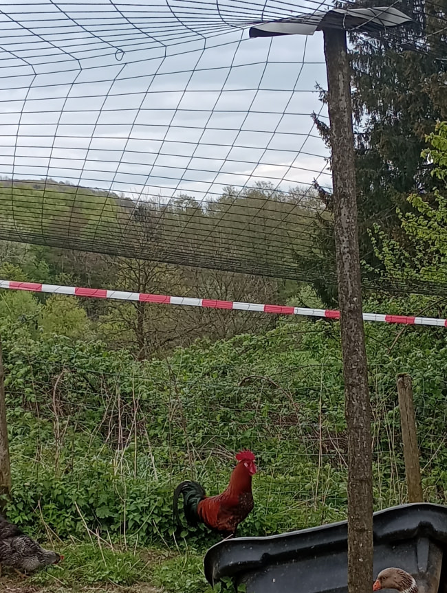 Kundenfoto von Reiher-Schutznetz per m² (nach Maß), schwarz 