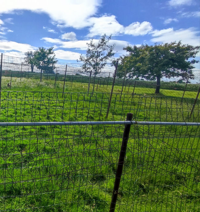 Kundenfoto von Reiher-Schutznetz per m² (nach Maß), schwarz 