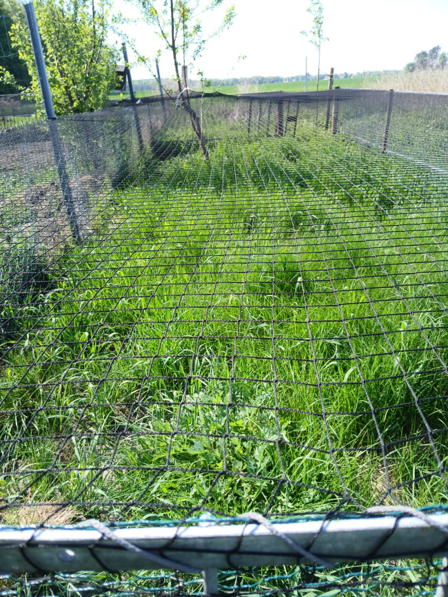 Kundenfoto von Vogelschutznetz per m² (nach Maß) 