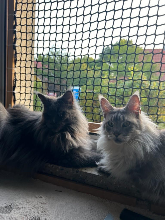 Kundenfoto von Netz nach Maß (per m²) 