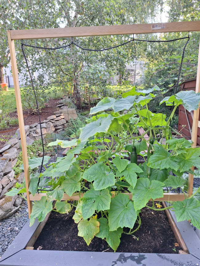 Kundenfoto von Climbing Plant Net by the m² (Trellis Netting), Black 