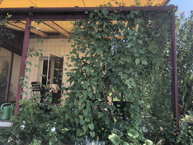 Kundenfoto von Climbing Plant Net by the m² (Trellis Netting), Black 