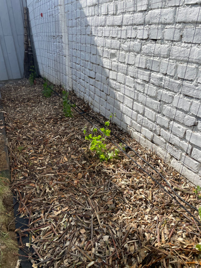 Kundenfoto von Climbing Plant Net by the m² (Trellis Netting), Black 