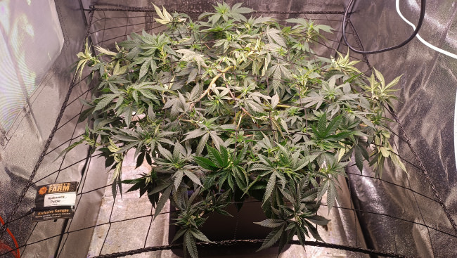 Kundenfoto von Climbing Plant Net by square meter (Custom-Made), Black 