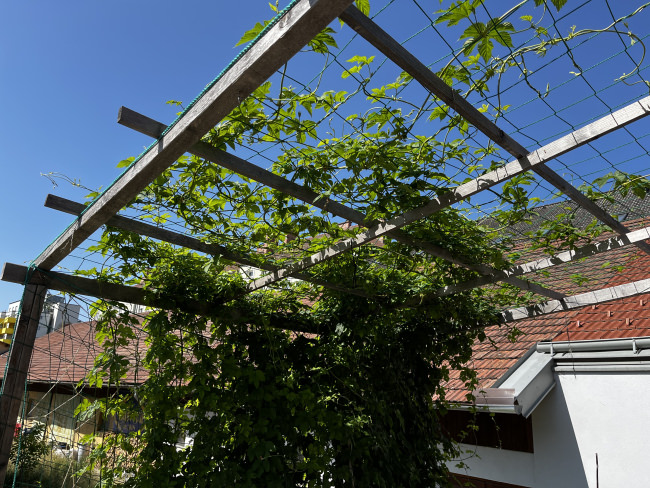 Kundenfoto von Facade Net/Ivy Net by the m² (Custom-Made) 