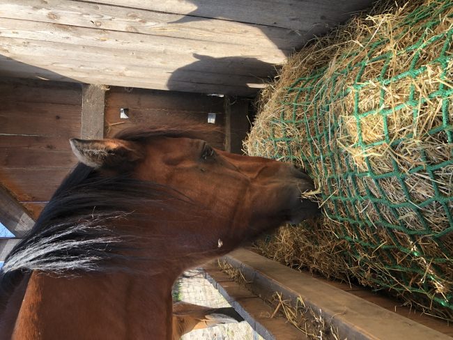 Kundenfoto von Hay Feeding Net by the m² (Custom-Made) 