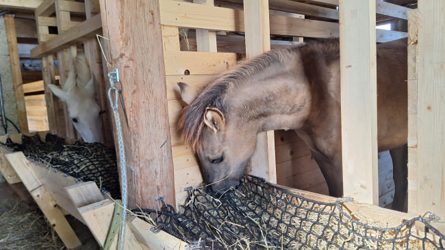 Kundenfoto von Hay Feeding Net by the m² (Custom-Made) 