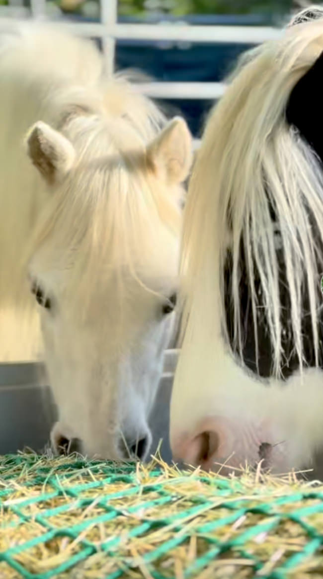 Kundenfoto von Hay Feeding Net by the m² (Custom-Made) 