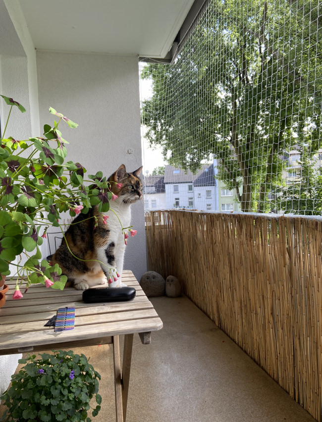 Kundenfoto von Taubenschutznetz per m² (nach Maß) 