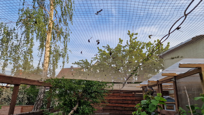 Kundenfoto von Close-Meshed Bird Net with Border (Made to Measure) 