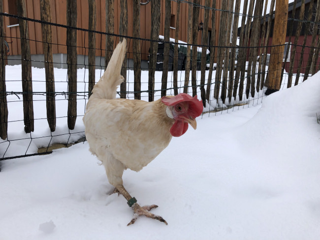Kundenfoto von Greifvogel-Schutznetz für Hühnergehege nach Maß 