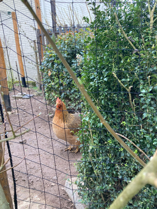 Kundenfoto von Greifvogel-Schutznetz für Hühnergehege nach Maß 
