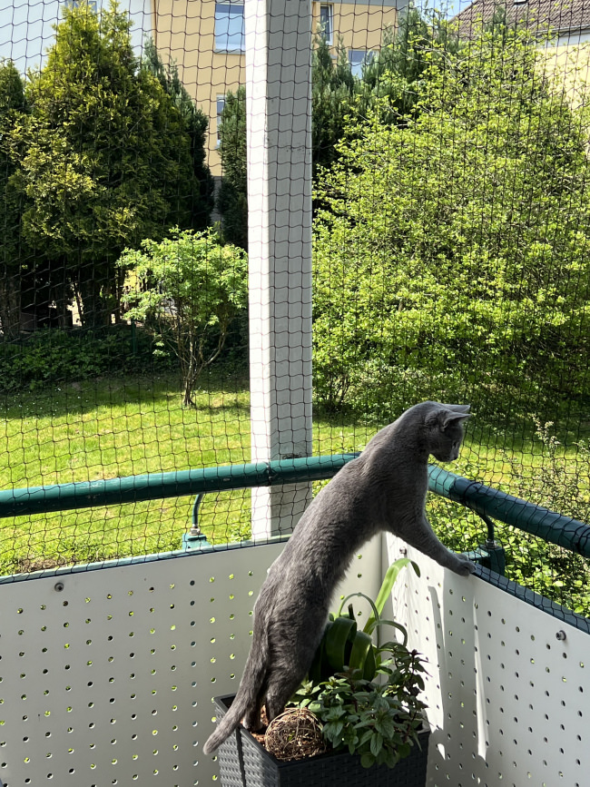 Kundenfoto von Netz per Quadratmeter (nach Maß) 1,0/30 mm 