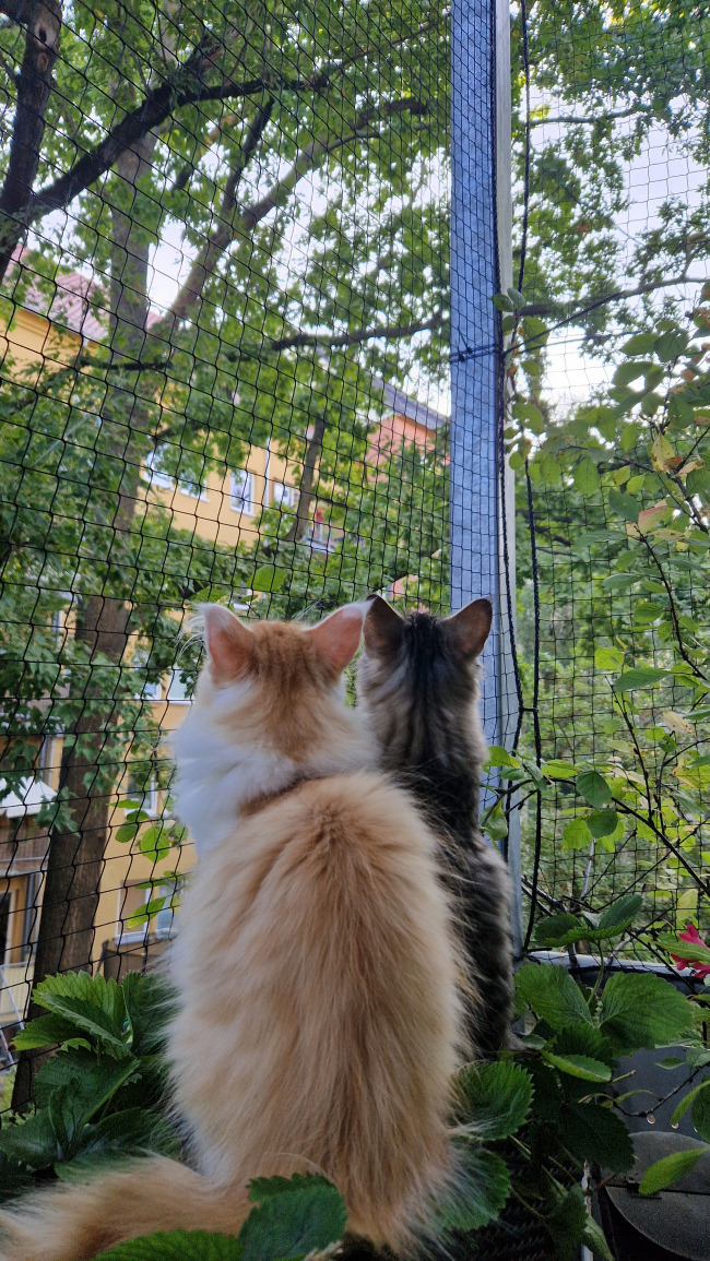 Kundenfoto von Netz per Quadratmeter (nach Maß) 1,0/30 mm 