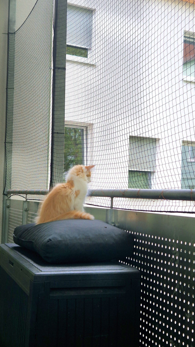 Kundenfoto von Netz per Quadratmeter (nach Maß) 1,0/30 mm 