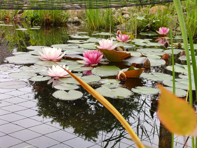 Kundenfoto von Heron Guard Net by the m² (Custom-Made), black 