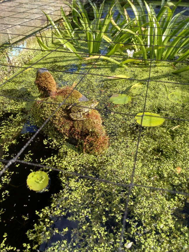 Kundenfoto von Heron Protection Net by the m² (Custom-Made), black 