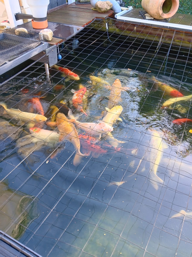 Kundenfoto von Heron Protection Net by the m² (Custom-Made), black 