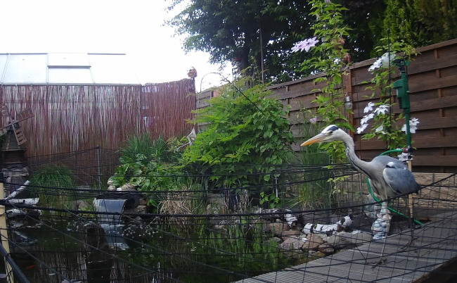 Kundenfoto von Heron Protection Net by the m² (Custom-Made), black 