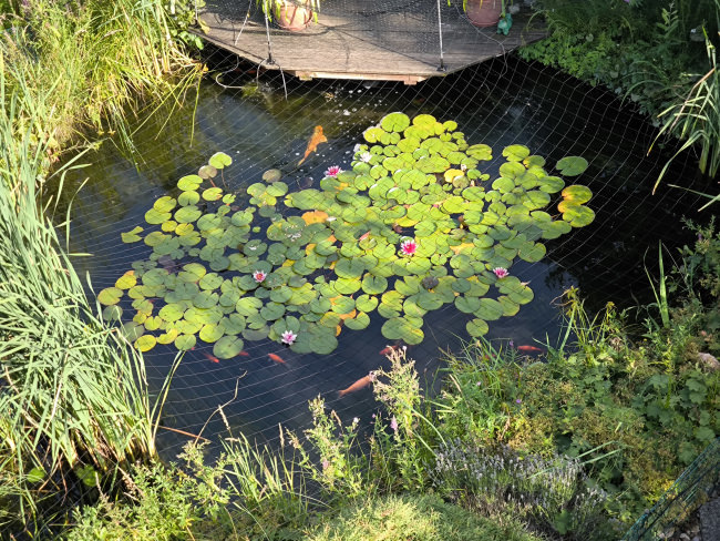 Kundenfoto von Heron Protection Net by the m² (Custom-Made), black 