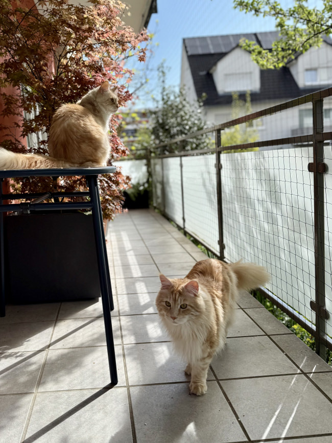 Kundenfoto von Safety Net by the m² (Made to Measure) 1.0/50 mm 