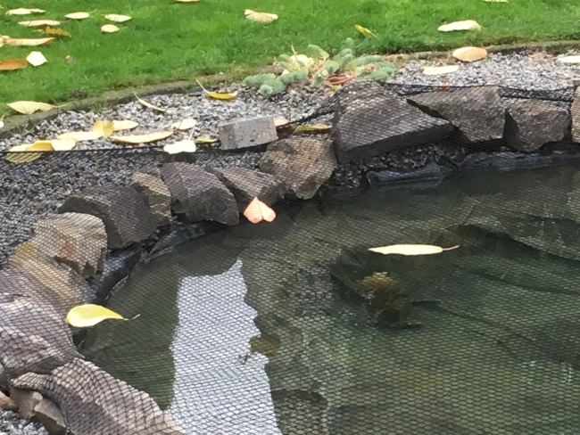 Kundenfoto von Leaf Net by the m² (Custom-Made) 