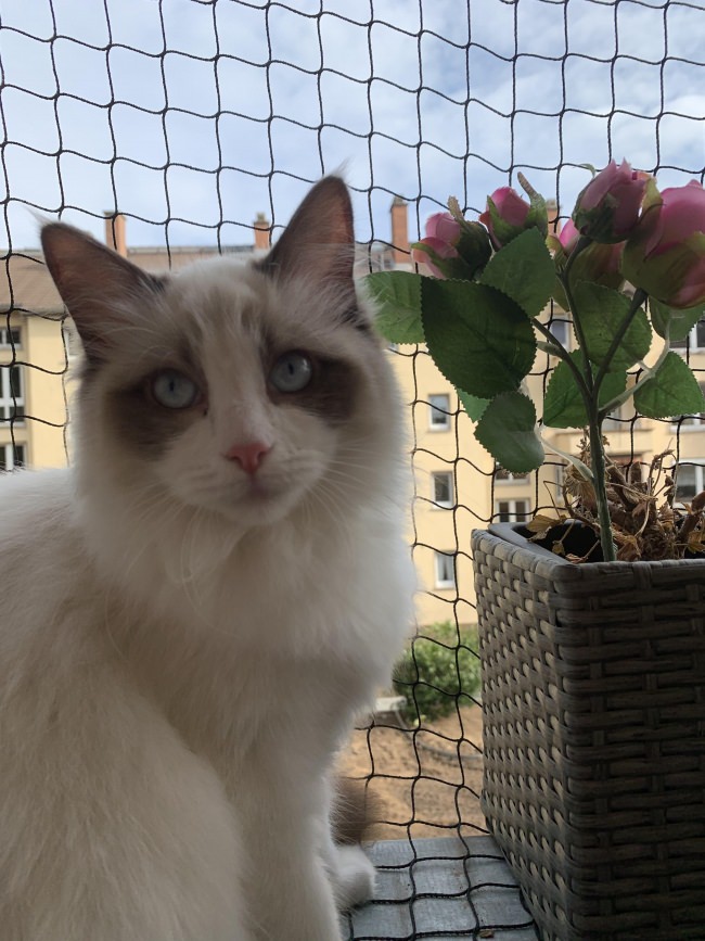 Kundenfoto von Cat Safety Net by the m² (Custom-Made) 