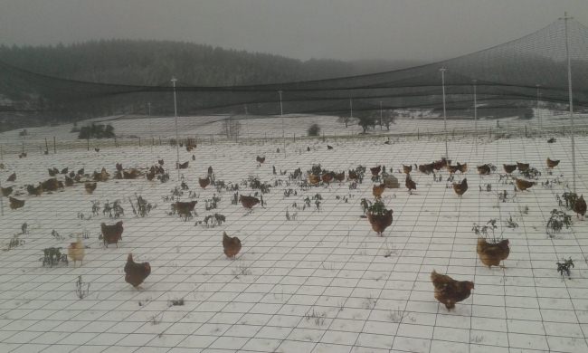 Kundenfoto von Aviary Net by the m² (Custom-Made), black 