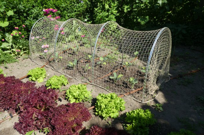 Kundenfoto von Bird Protection Net with Border, by the m² (Custom-Made) 