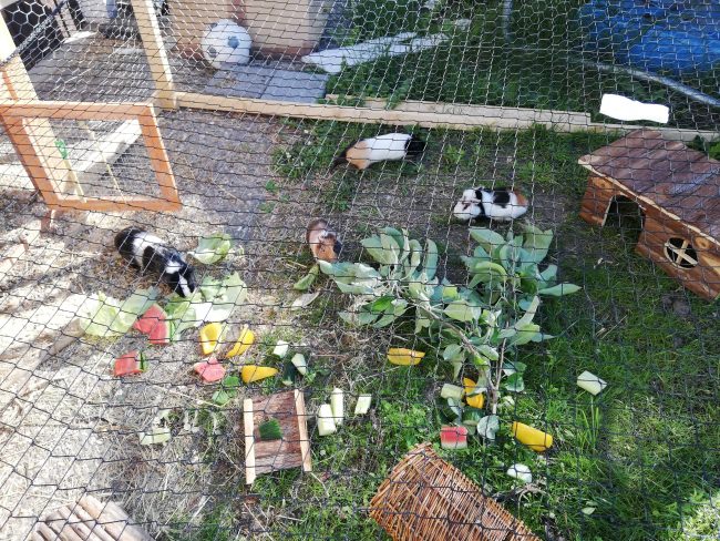 Kundenfoto von Bird Protection Net with Border, by the m² (Custom-Made) 