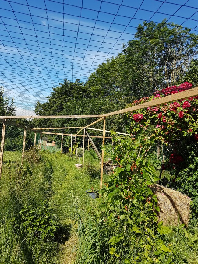 Kundenfoto von Poultry Net by the m² (Made to Measure), Black 