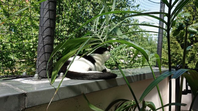 Kundenfoto von Cat Safety Net by the m² (Custom-Made) 