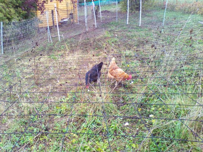 Kundenfoto von Reiher-Schutznetz per m² (nach Maß), schwarz 