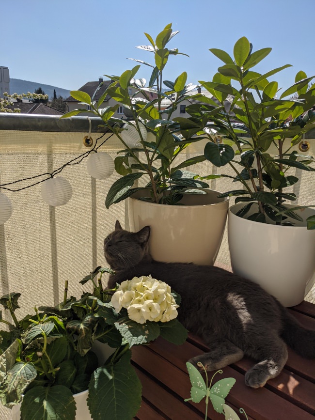 Kundenfoto von Privacy Netting - 50% - by the m² (Custom-Made) 