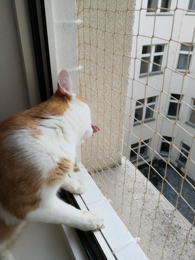 Kundenfoto von Vogelschutznetz per m² (nach Maß) 