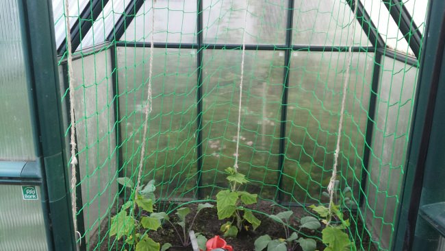 Kundenfoto von Facade Net/Ivy Net by the m² (Custom-Made) 