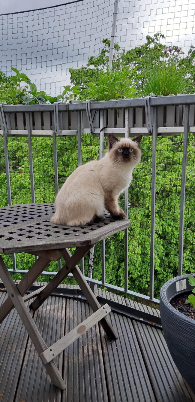 Kundenfoto von Cat Safety Net by the m² (Custom-Made) 