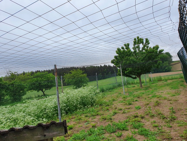 Kundenfoto von Heron Guard Net by the m² (Custom-Made), black 