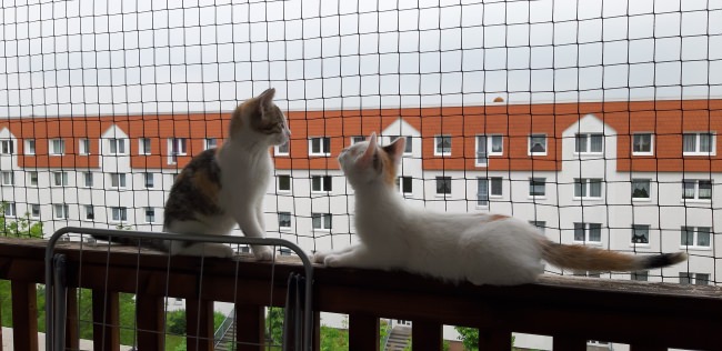 Kundenfoto von Cat Safety Net by the m² (Custom-Made) 