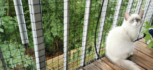 Kundenfoto von Cat Safety Net by the m² (Custom-Made) 