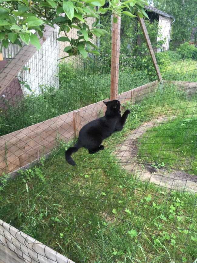 Kundenfoto von Poultry Net by the m² (Made to Measure), Black 