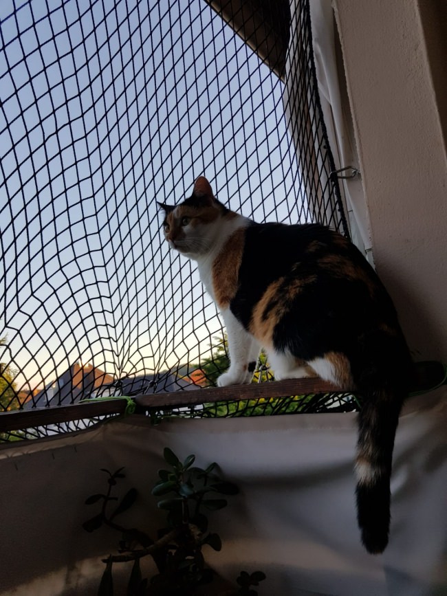 Extra Strong Cat Safety Net, Custom-Made