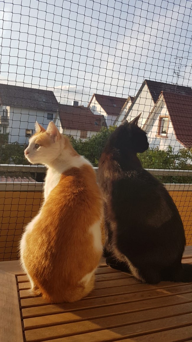 Kundenfoto von Cat Net by the m² (Made to Measure) 