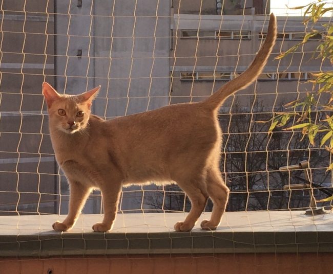 Kundenfoto von Safety Net by the m² (Made to Measure) 1.0/50 mm 