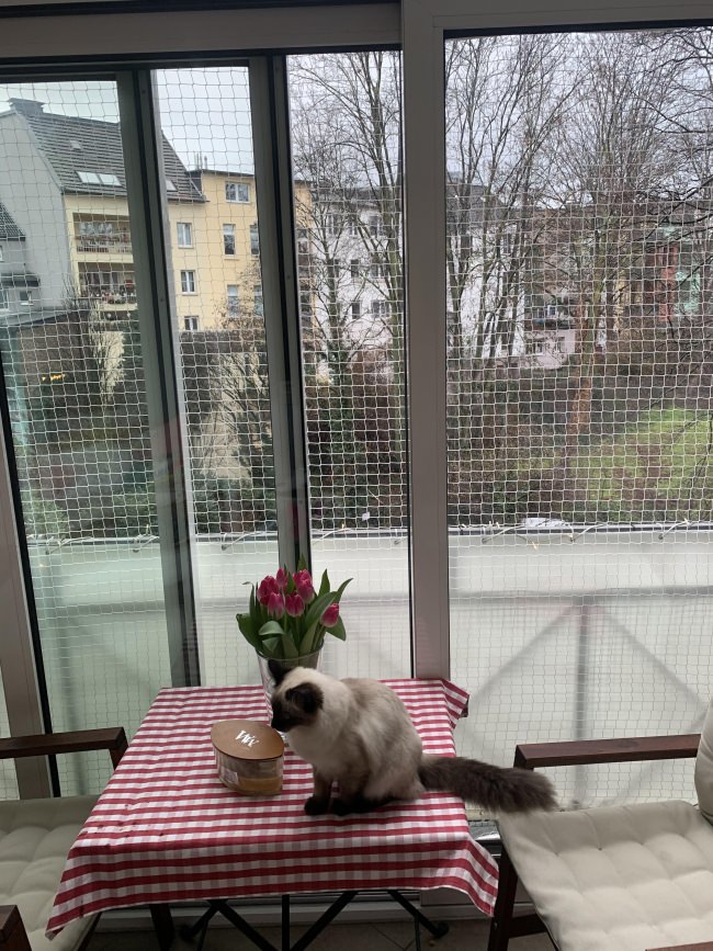 Kundenfoto von Cat Safety Net by the m² (Custom-Made) 